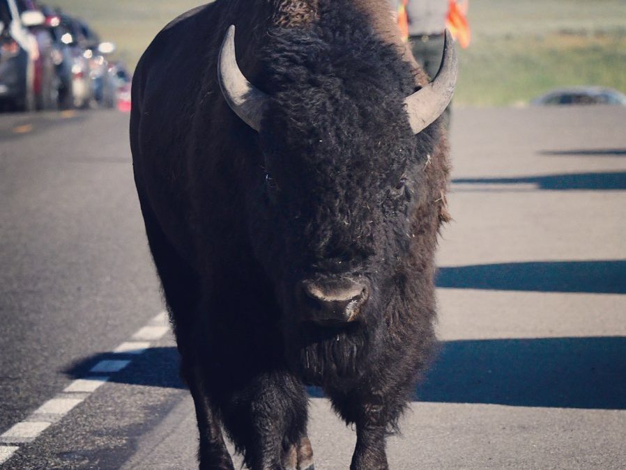 Great bison night in Hayden Valley. The courting has begun. #sigma600mm #yellows…