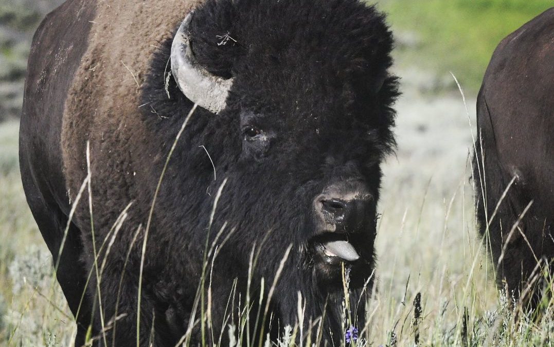 She’s mine! #bison #yellowstone #yellowstonenationalpark #bisonrut #imagesbyche…