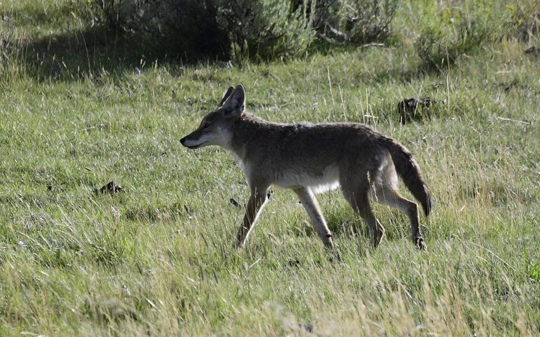 Had such an amazing wildlife experience at Lamar Valley including grizzly bear, …
