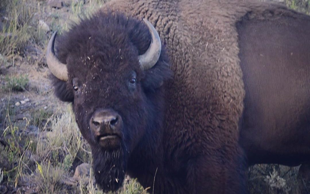 What are you looking at? #bison #bisonrut #yellowstonenationalpark #yellowstone …