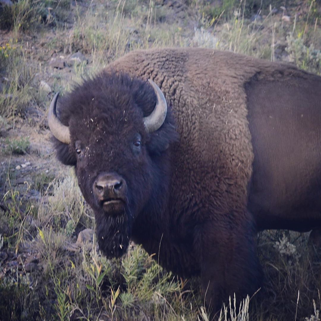 What are you looking at? #bison #bisonrut #yellowstonenationalpark #yellowstone …