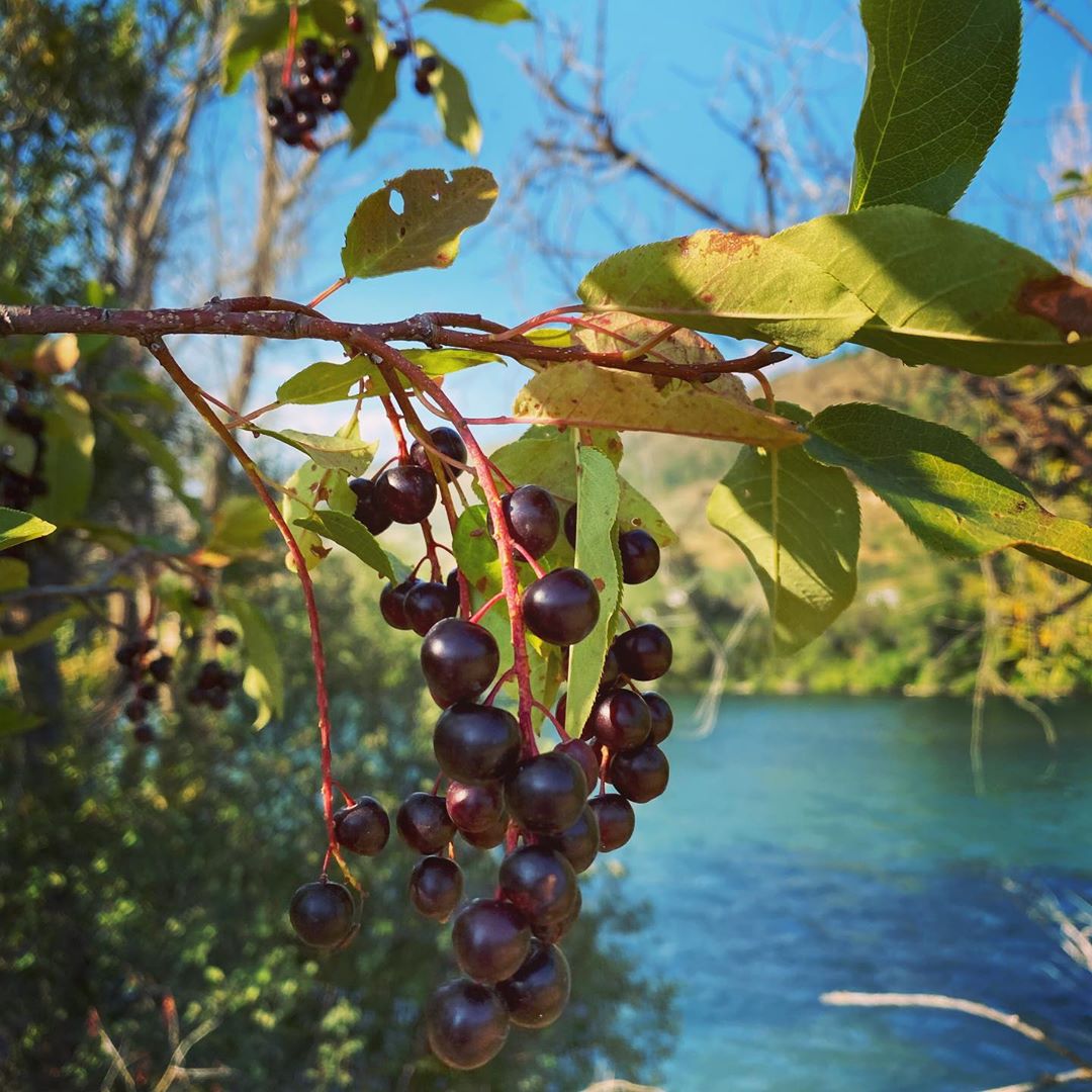 What kind of berries are these? #afterworkhike #berries #naturewalk #riverwalk #…