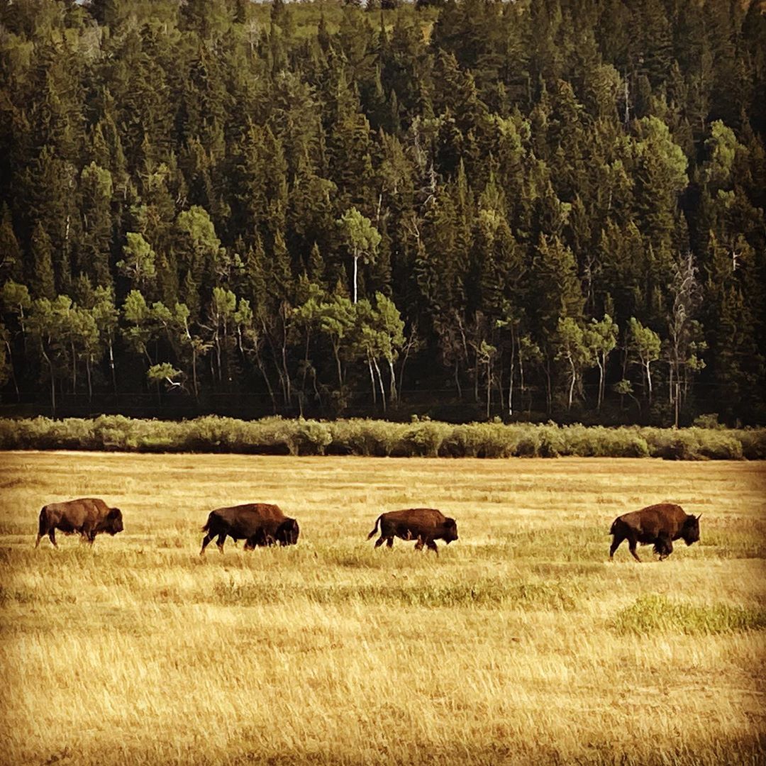 Bison rut in Grand Teton National Park. Best time of the year to watch Bison, we…
