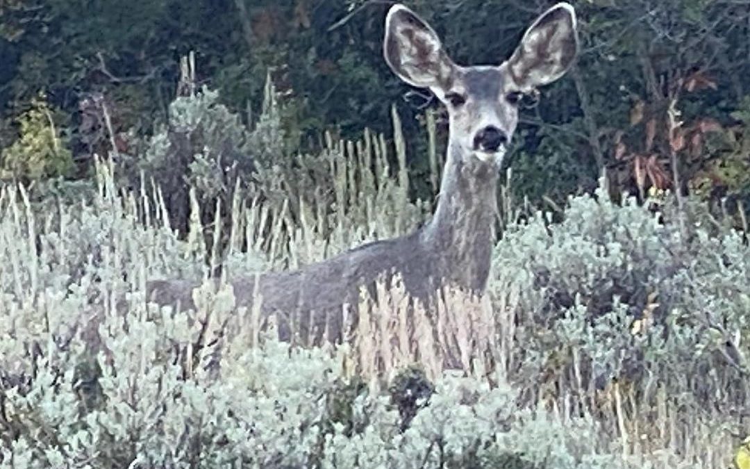 Never know who you’ll meet while Jeeping a National Forest road. #wildlife #ohde…