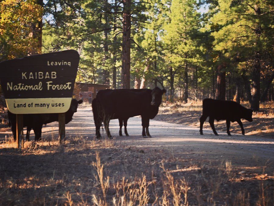 Land of many uses. INDEED!  We have fallen in love with so many National Forest …