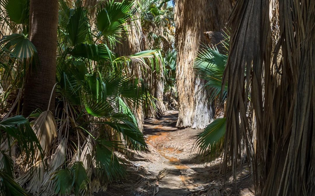 Always love a good palm oasis at the end of a desert hike. #palmsprings #ilovehi…