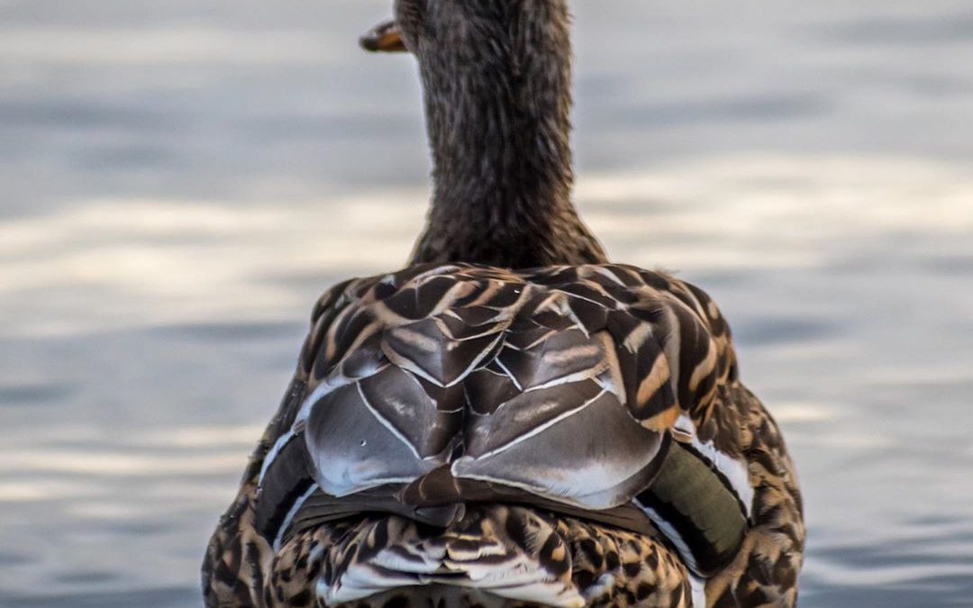 Showing off her best side. #malard #duck #ducks #imagesbycheri #hellofreedom #wi…