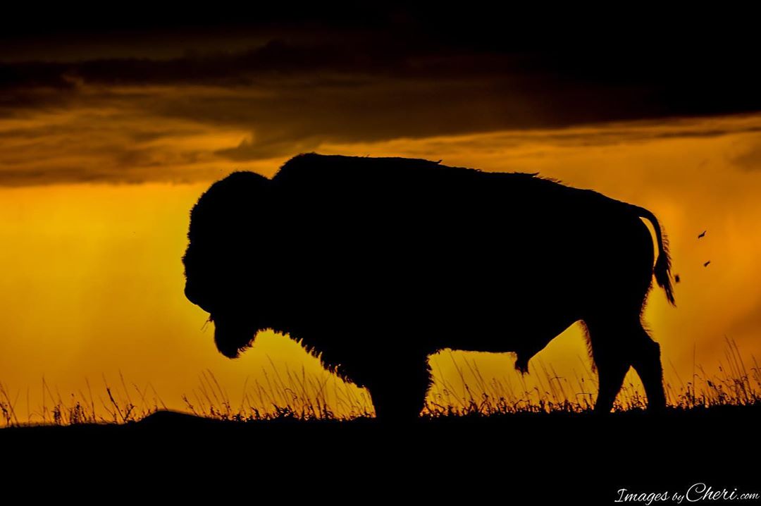 Happy National Bison Day. #bison #bisonofinstagram #nationalbisonday #imagesbych…