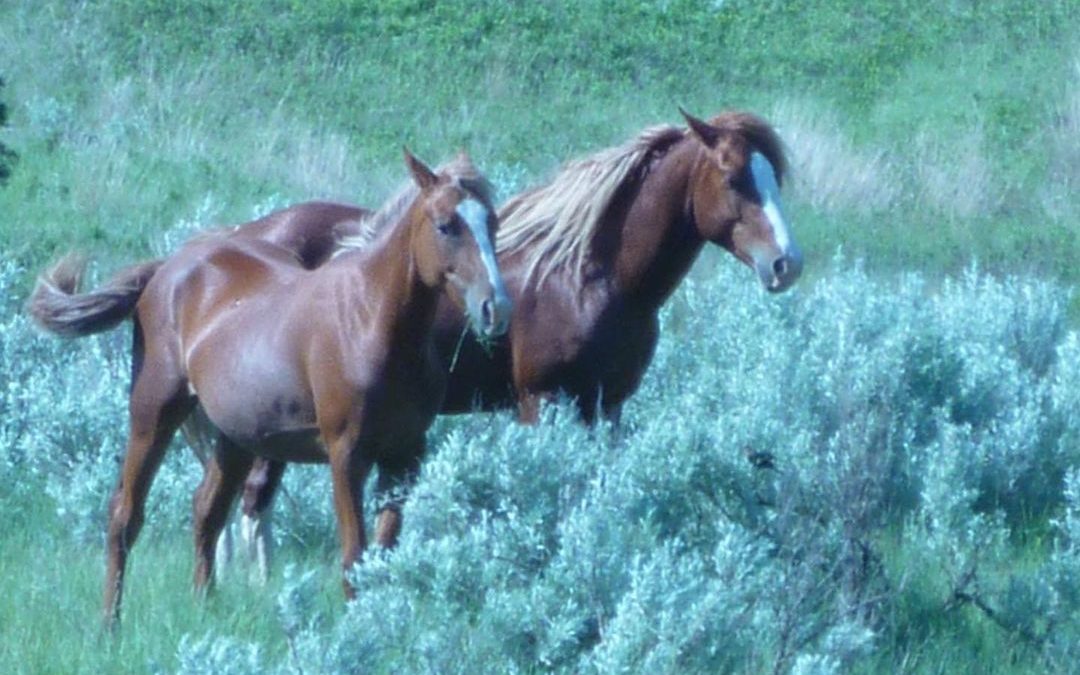 Found some of my old favs I had been missing. #theodorerooseveltnationalpark #ho…