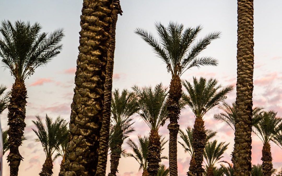 There is just SOMETHING about palm trees. Maybe its just that I didn’t grow up a…