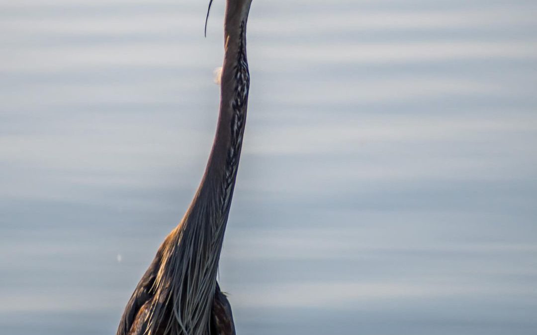 Pretty quiet on the beach in the early morning. #lakeelsinore #greatblueheron #s…