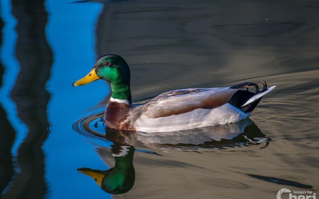So much rain…at least this guy is happy. #rainraingoaway #wateroffaducksback #…