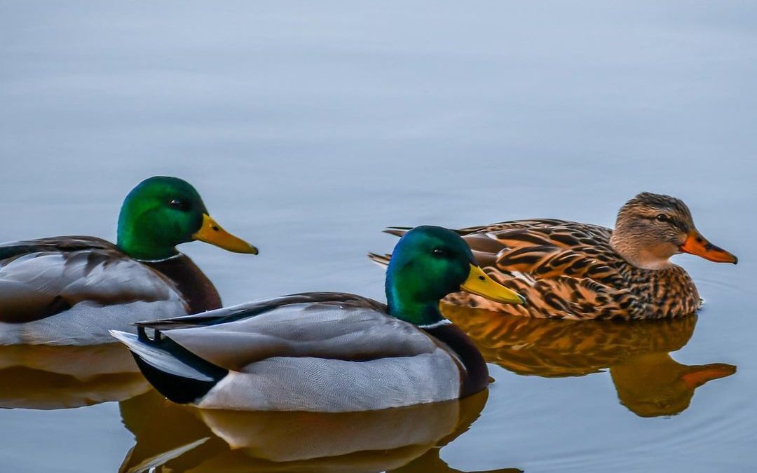 The Trio. I often see Mallards in pairs, it is kind of romantic the way a couple…