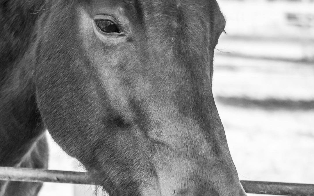 Beauty. #horsesofinstagram #horses #horsephotography #imagesbycheri #hellofreedo…