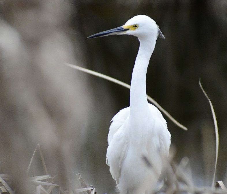 Look who I spotted hiding #intheweeds #egret #egretsofinstagram #imagesbycheri #…