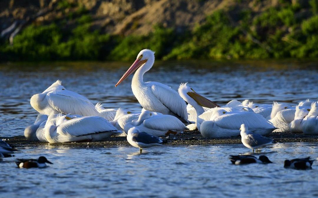 Looking for a place to sleep  These rocks were popular with the pelicans. #pelic…
