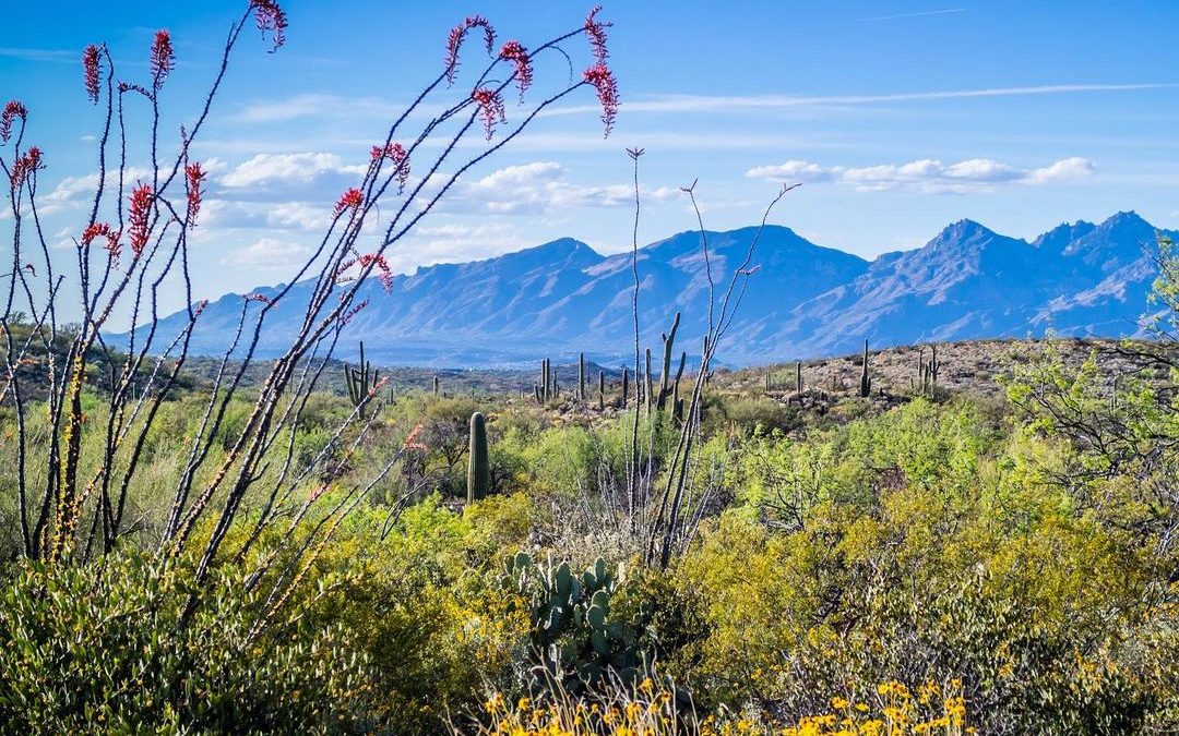 A pop of color in the desert.  #desert #desertsouthwest #desertphotography #imag…