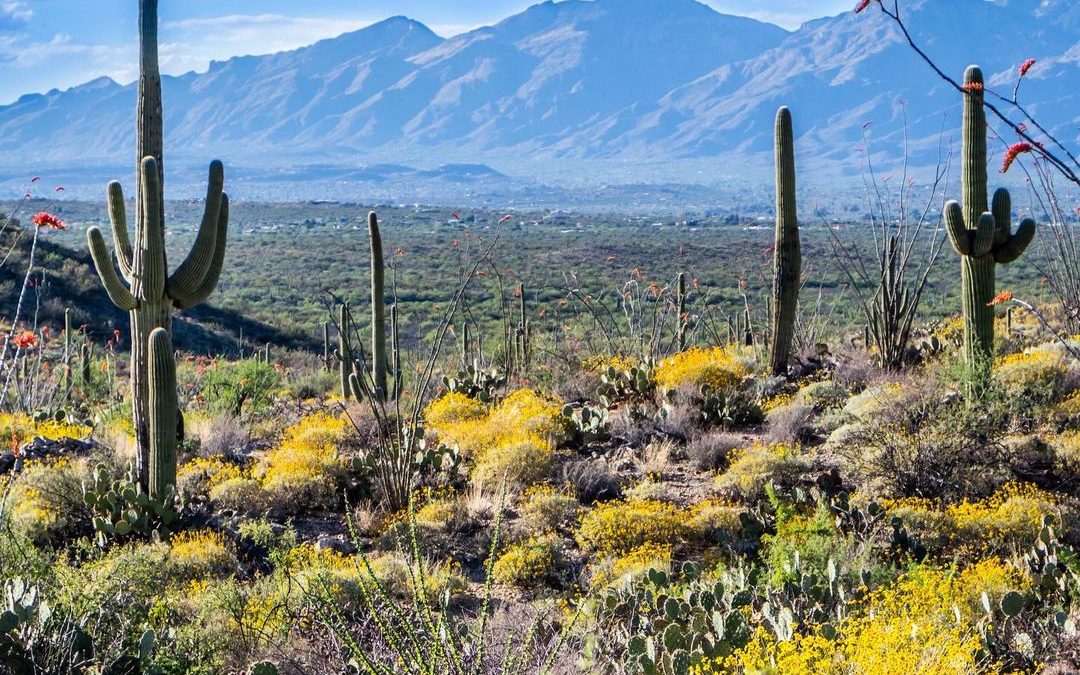 Yes, this is real. The desert is beautiful this time of year. #desertsouthwest #…