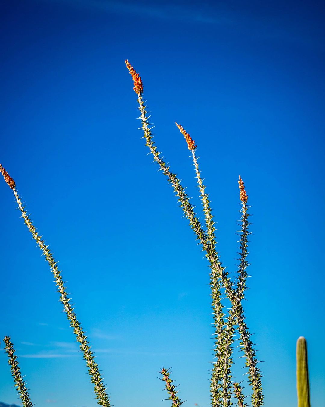 Little Torch:  Ocotillos. These plants are so tall, they captured my curiosity t…