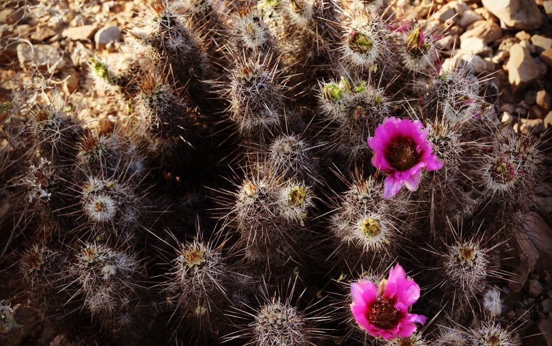 Cactus are going to be blooming soon. Found a few early blooms on our hike. #cac…