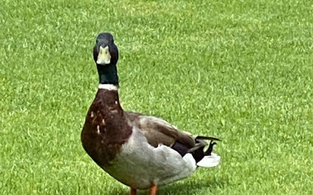 Even the ducks  were loving the weather. #justducky #mallard #mallardduck #duck …