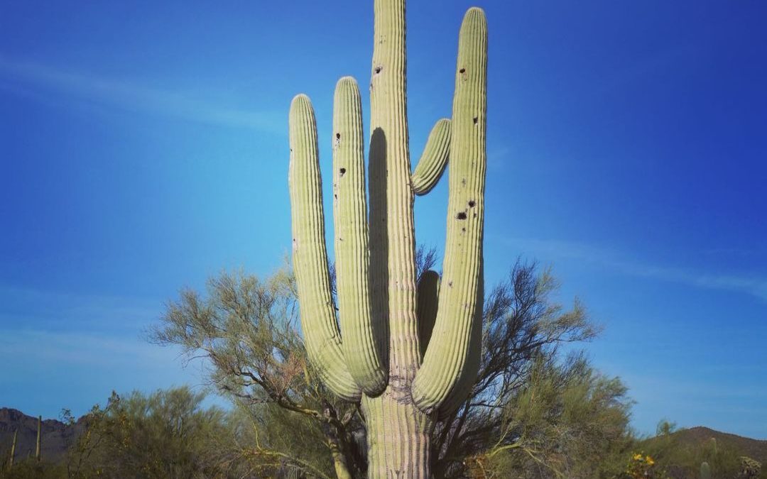 Mighty Saguaro. #saguaro #tucson #arizona #cactus #imagesbycheri #hellofreedom #…