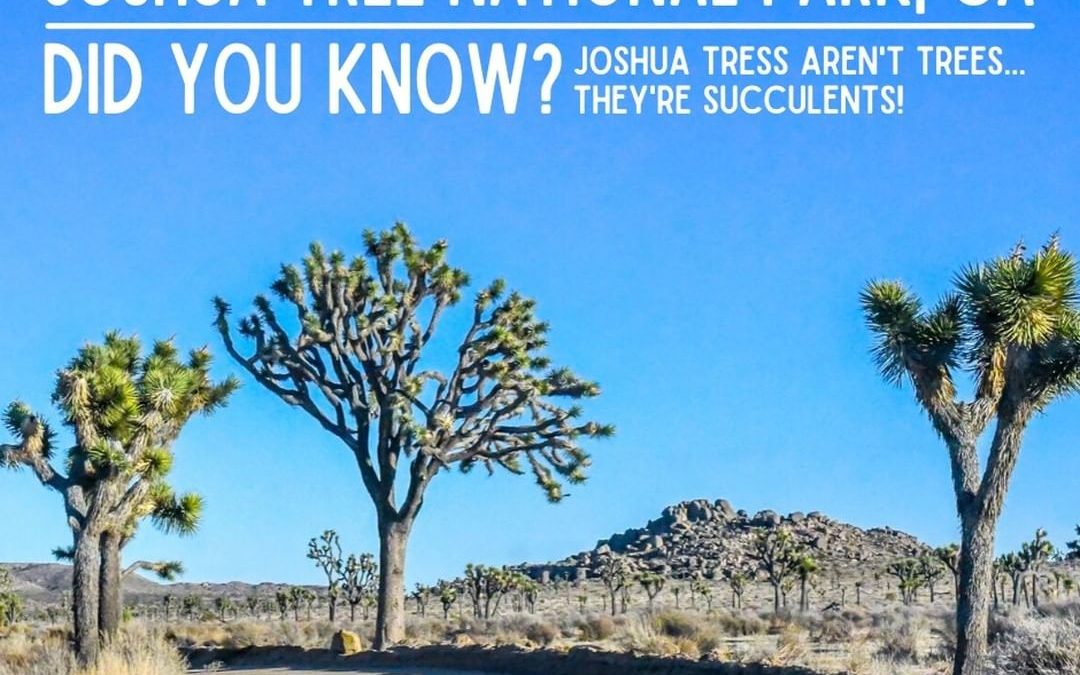 Have you heard about Joshua Tree National Park in California?
They say the Joshu…