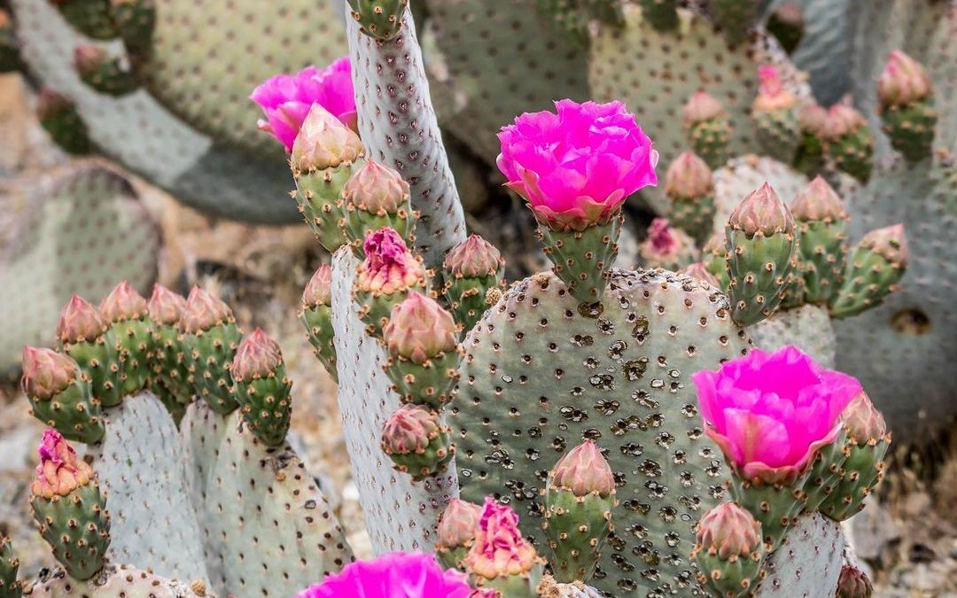 The blooms this time of year are simply amazing.  #cactus #bloomingcactus #cactu…