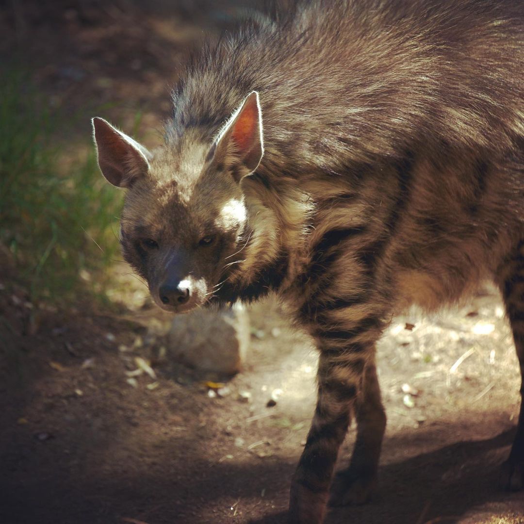 Stripped Hyena. As we watched him moving about, it was as if I was watching the …