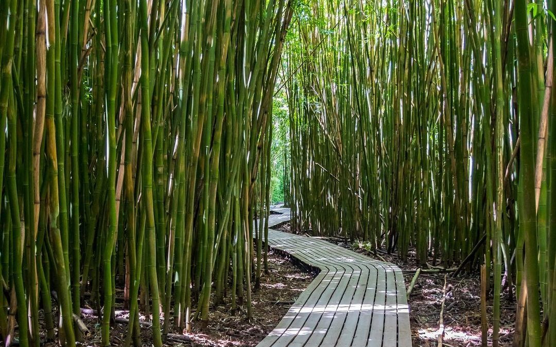 If you have ever walked in a bamboo forest, you know the sound the bamboo makes …