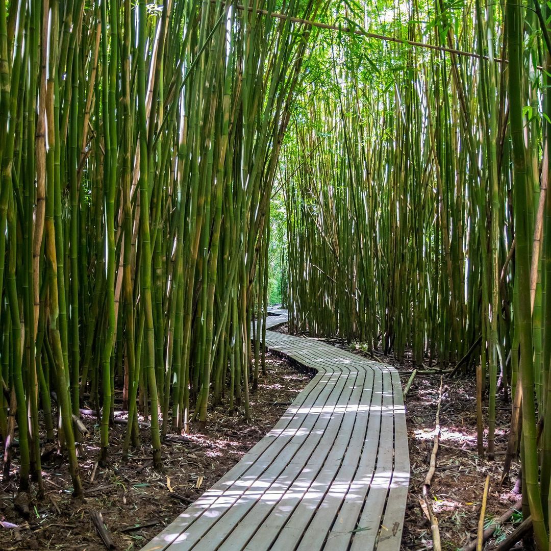 If you have ever walked in a bamboo forest, you know the sound the bamboo makes …
