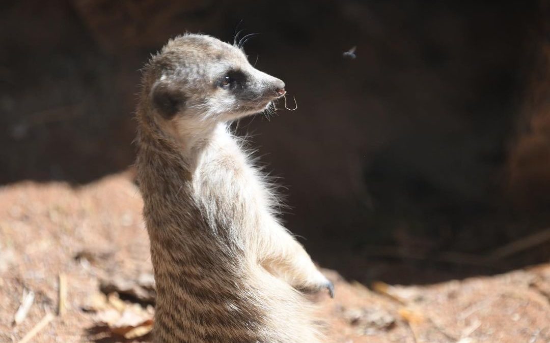 As a famous meerkat once said “Hakuna Matata. It means no worries for the rest o…
