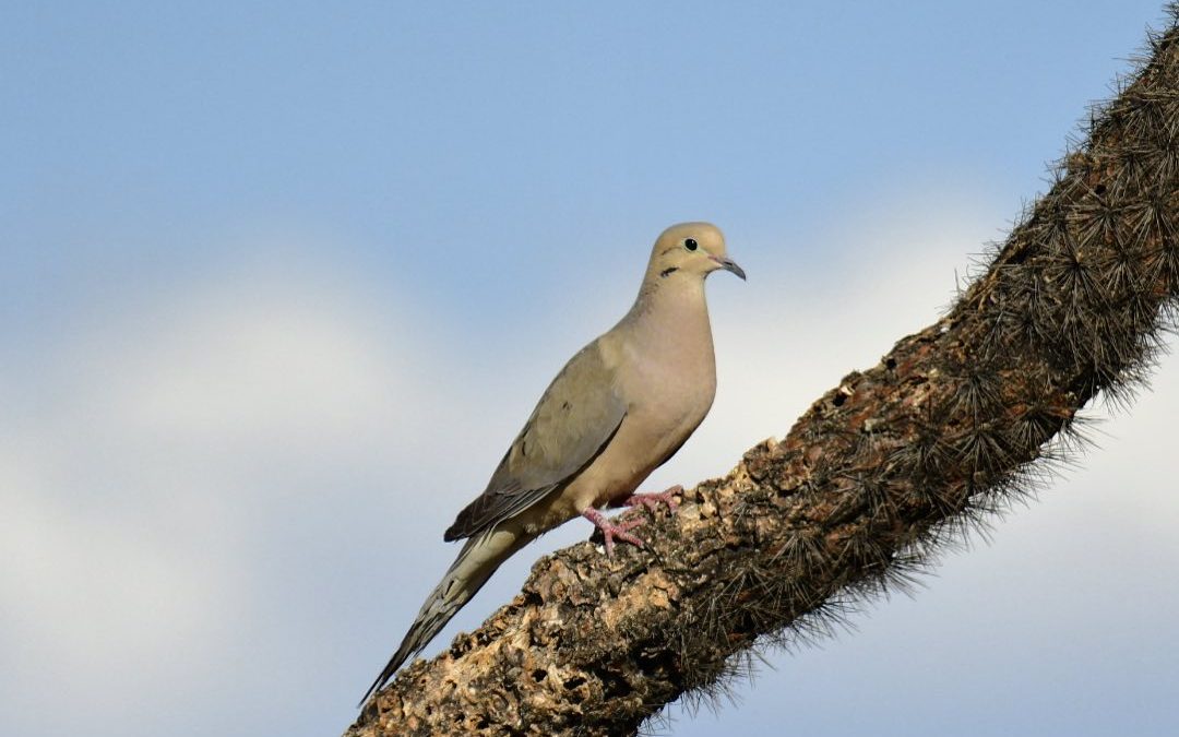 She knew how to work the camera. #desertsouthwest #dove #tucson #imagesbycheri #…