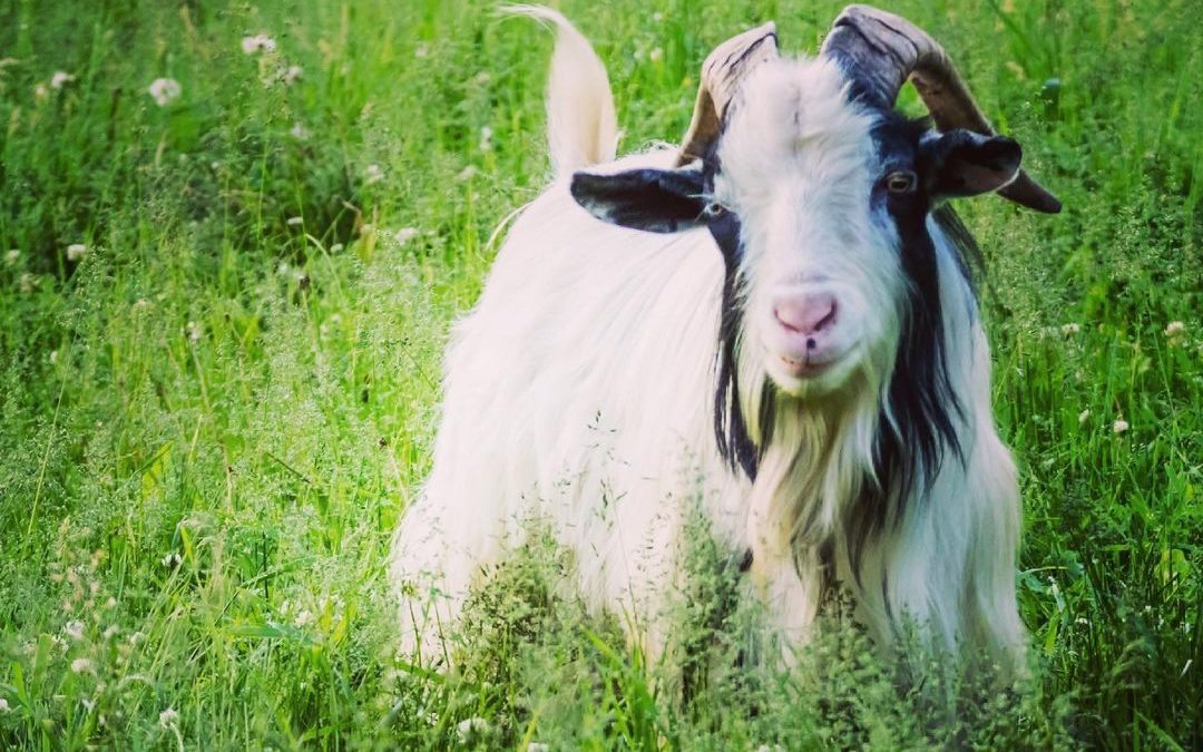 Hope you are enjoying a wonderful  summer evening. #summerevening #goat #goatsof…