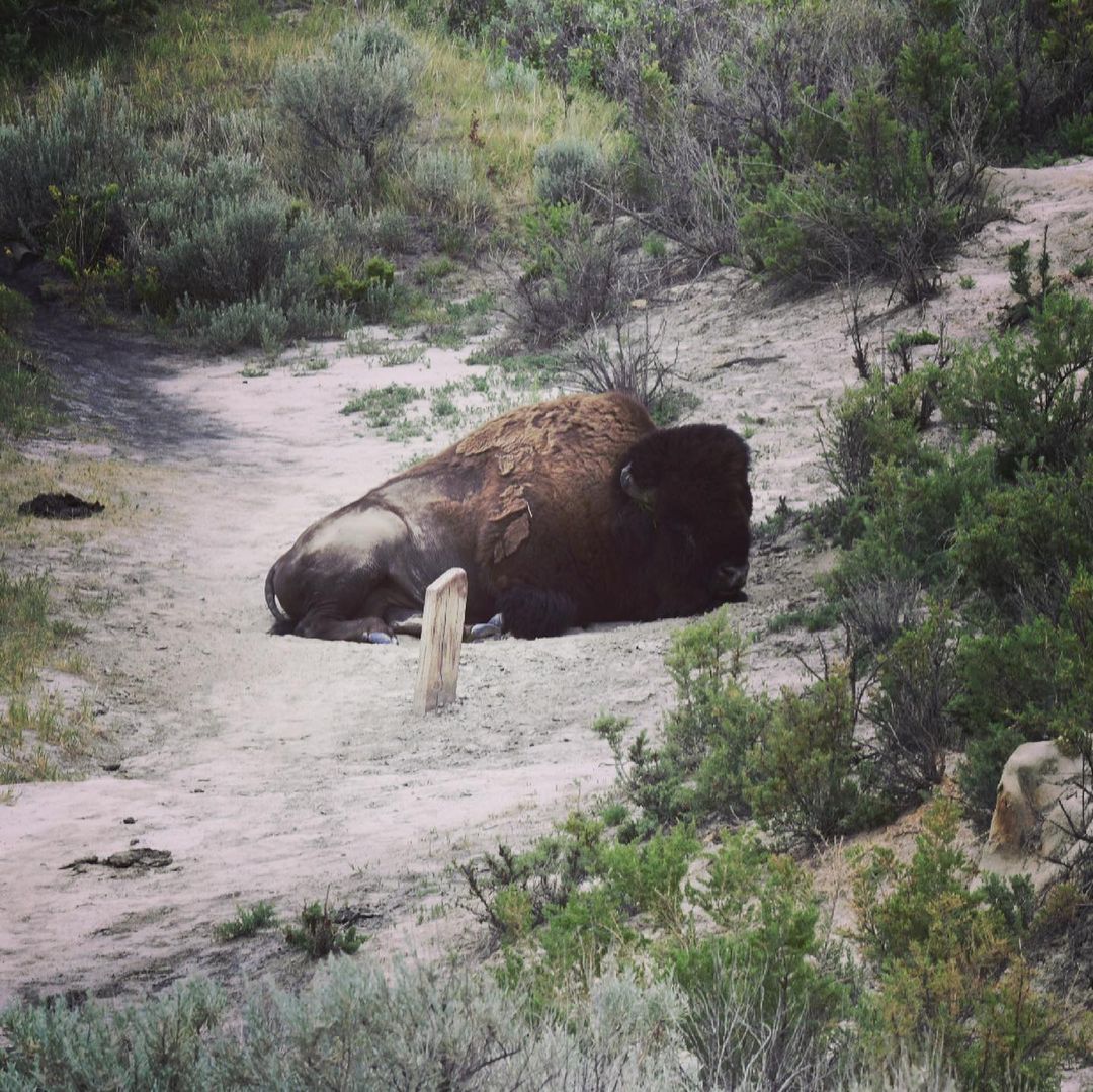 What do you do when you find a huge sleeping bison on your hiking trail?  You ma…