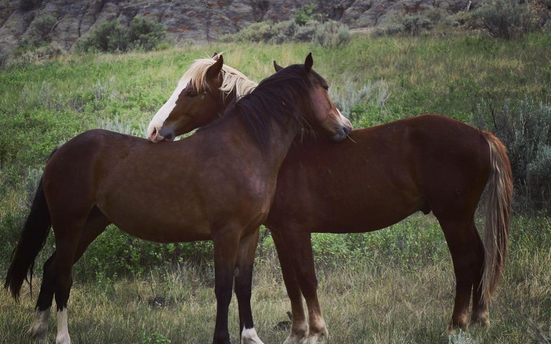 I could watch the wild horses for hours…okay, maybe I did. #feralhorses #wildhor…