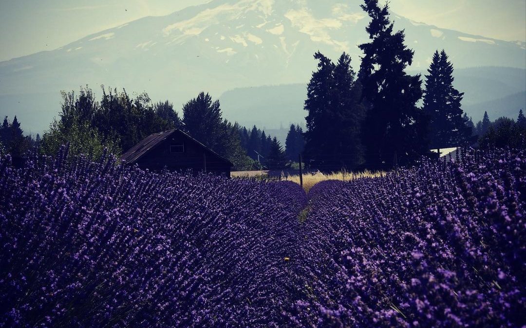 Air was more clear today so we took a drive up to check out the lavender fields….