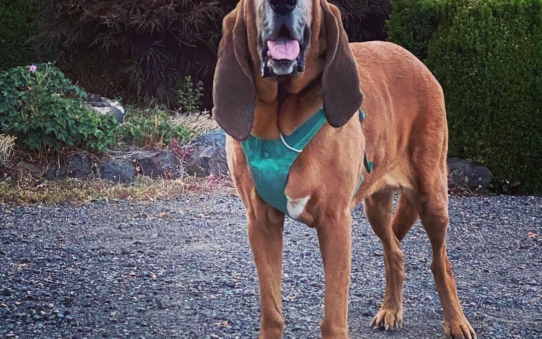 I am learning so much at the pet photography retreat. I applied back in January …