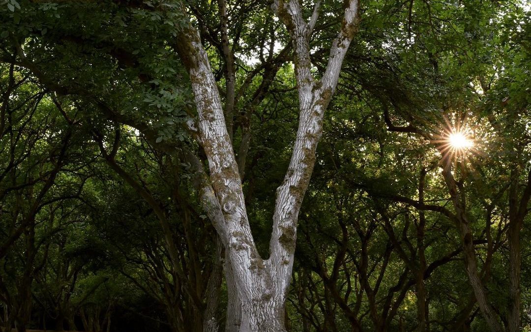 Amazing sunset through the walnut trees. #walnuts #walnuttree #walnut #sunset #r…