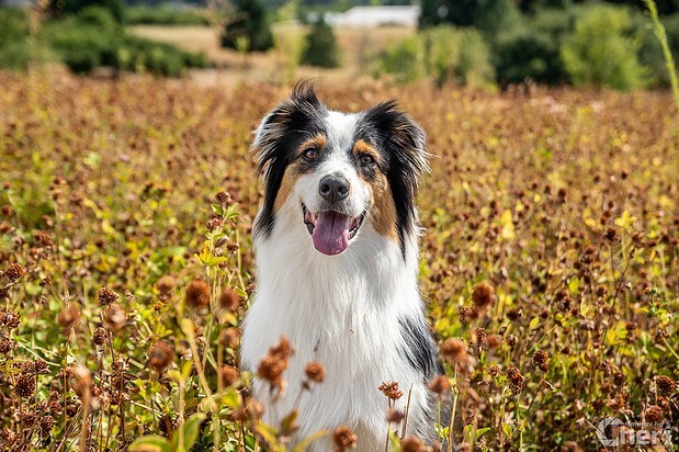 So excited to take more images like this! Thanks, @aricadorff #modelcall #petpor…
