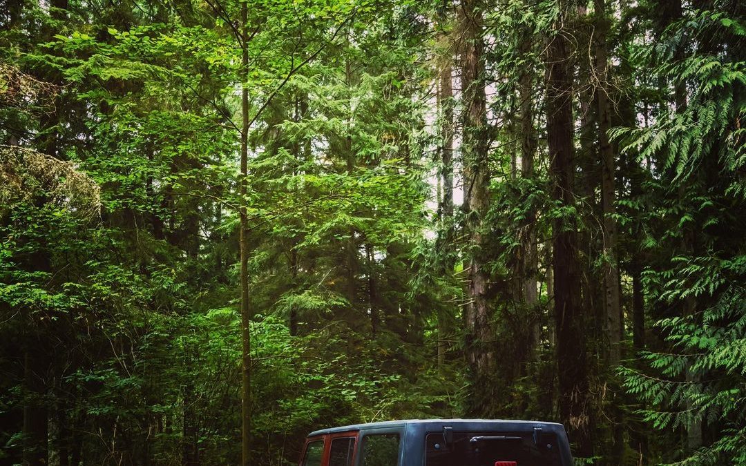 Even AJ (aka Adventure Jeep) enjoyed  the towering trees of the PNW #jeepwrangle…