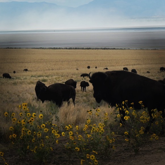 Incredible Saturday on the Island. #bison #antelopeisland #antelopeislandstatepa…