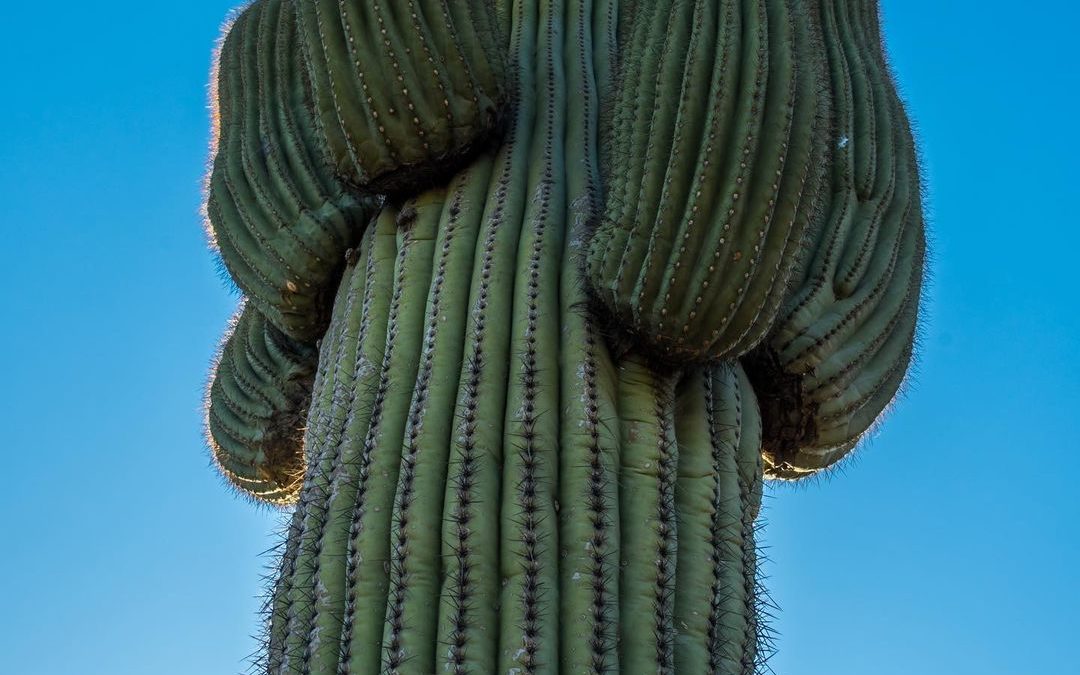Towering Saguaro. #saguro #arizona #imagesbycheri #hellofreedom #landscapephotog…