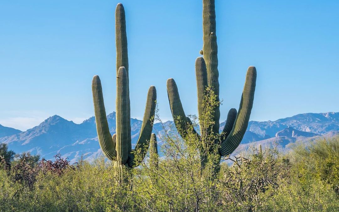 Twins! #saguaro #cactus #arizona #imagesbycheri #hellofreedom #travelphotography…