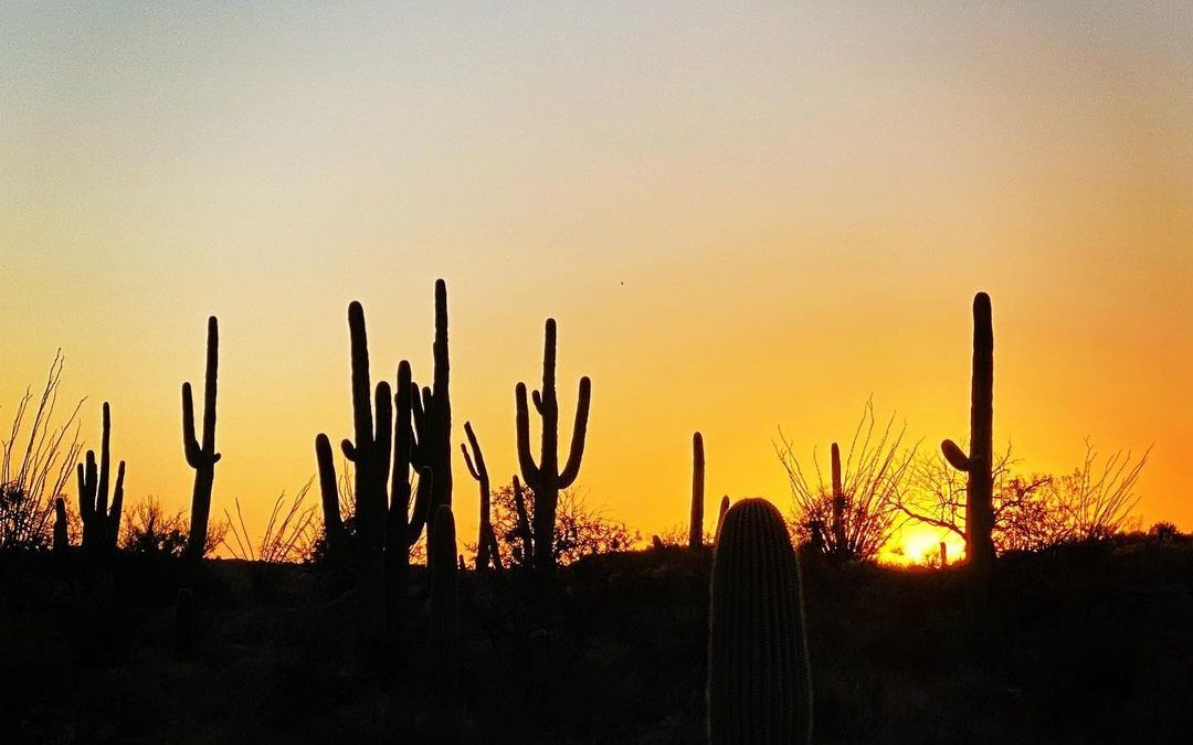 Saguaro Sunset Silhouette. #saguaro #saguaronationalpark #sunset #sunsetphotogra…