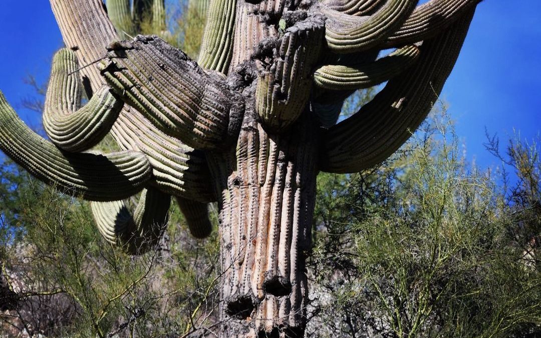 Halloween  Saguaro. #saguaro #imagesbycheri #hellofreedom #landscapephotography …
