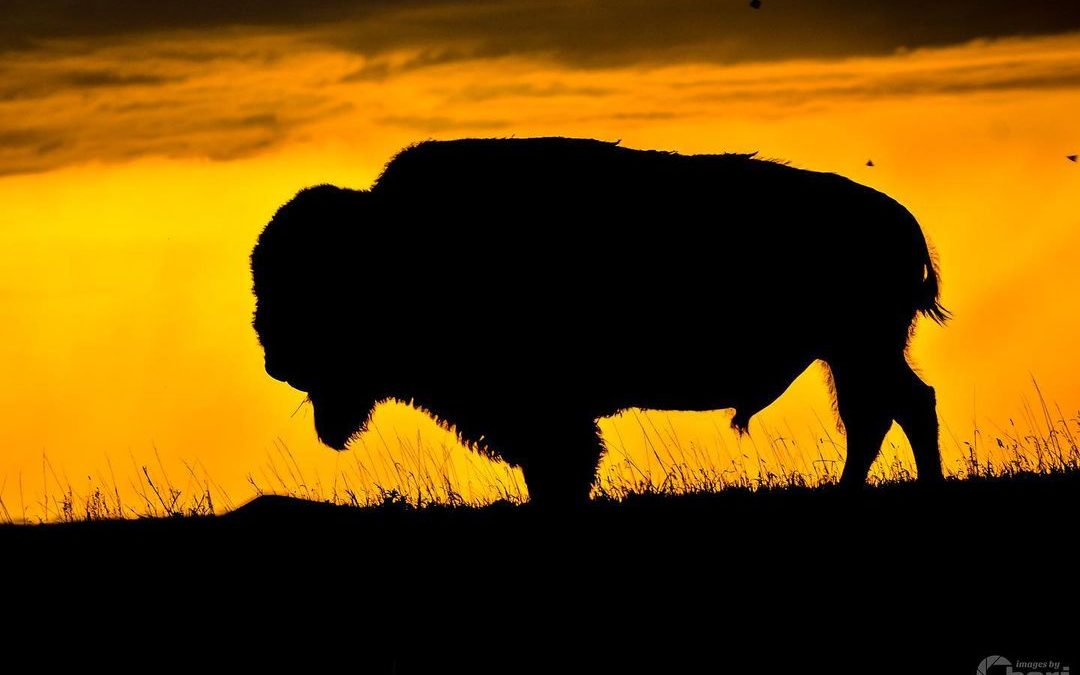 National Bison Day!  I have lots of bison images.  We heart Bison!  We route our…