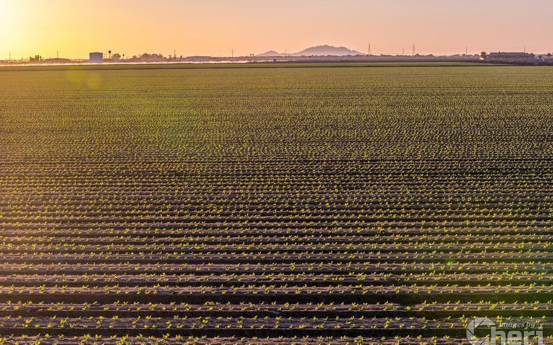 Yuma supplies the US with about 90% of their lettuce between the months of Novem…