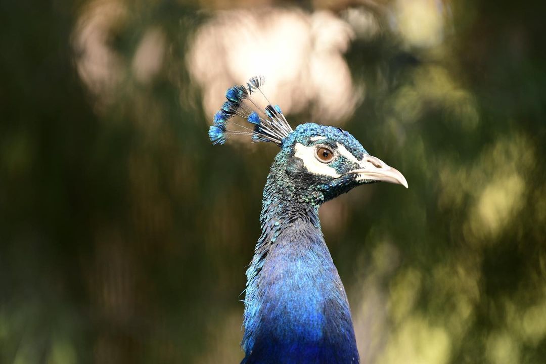 The Sovereign. #peacock #headdress #birdportriat #imagesbycheri #hellofreedom #b…