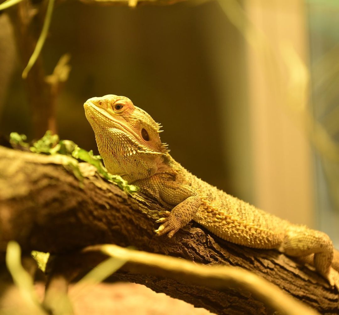 He reminds me of Charlie, my daughter’s Bearded Dragon when she was a teen. I re…